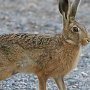 brown hare